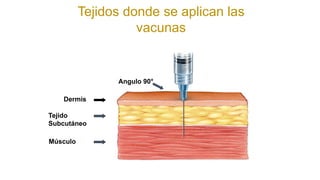 Dermis
Tejido
Subcutáneo
Músculo
Angulo 90°
Tejidos donde se aplican las
vacunas
 