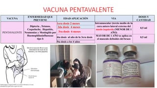VACUNA PENTAVALENTE
31
VACUNA
ENFERMEDAD QUE
PREVIENE
EDAD APLICACIÓN VIA
DOSIS Y
CANTIDAD
PENTAVALENTE
Dipteria , Tetanos,
Coqueluche, Hepatitis,
Neumonias y Meningitis por
Haemophilusinfluenzae
tipo b
1era dosis 2 meses Intramuscular (tercio medio de la
cara antero lateral externa del
muslo izquierdo (MENOR DE 1
AÑO)
0,5 ml
2da dosis 4 meses
3ra dosis 6 meses
4ta dosis al año de la 3era dosis
MAYOR DE 1 AÑO se aplica en
el musculo deltoides del brazo
0,5 ml
5ta dosis a los 4 años
 