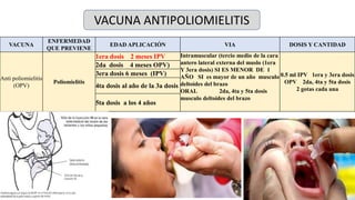 32
VACUNA
ENFERMEDAD
QUE PREVIENE
EDAD APLICACIÓN VIA DOSIS Y CANTIDAD
Anti poliomielitis
(OPV)
Poliomielitis
1era dosis 2 meses IPV Intramuscular (tercio medio de la cara
antero lateral externa del muslo (1era
Y 3era dosis) SI ES MENOR DE 1
AÑO SI es mayor de un año musculo
deltoides del brazo
ORAL 2da, 4ta y 5ta dosis
musculo deltoides del brazo
0.5 ml IPV 1era y 3era dosis
OPV 2da, 4ta y 5ta dosis
2 gotas cada una
2da dosis 4 meses OPV)
3era dosis 6 meses (IPV)
4ta dosis al año de la 3a dosis
5ta dosis a los 4 años
VACUNA ANTIPOLIOMIELITIS
 
