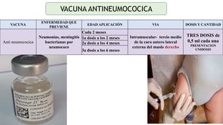 34
VACUNA
ENFERMEDAD QUE
PREVIENE
EDAD APLICACIÓN VIA DOSIS Y CANTIDAD
Anti neumococica
Neumonías, meningitis
bacterianas por
neumococo
Cada 2 meses
Intramuscular- tercio medio
de la cara antero lateral
externa del muslo derecho
TRES DOSIS de
0,5 ml cada una
PRESENTACION
UNIDOSIS
1a dosis a los 2 meses
2a dosis a los 4 meses
3a dosis a los 6 meses
VACUNA ANTINEUMOCOCICA
 
