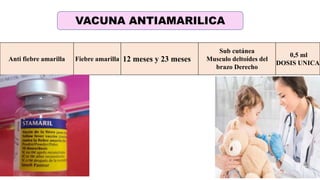 35
Anti fiebre amarilla Fiebre amarilla 12 meses y 23 meses
Sub cutánea
Musculo deltoides del
brazo Derecho
0,5 ml
DOSIS UNICA
VACUNA ANTIAMARILICA
 