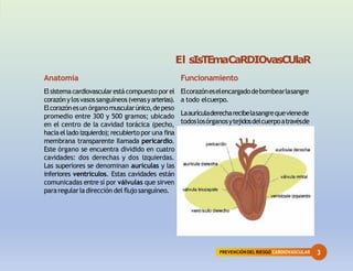 3
PREVENCIÓNDEL RIESGO CARDIOVASCULAR
Anatomía
Elsistemacardiovascularestácompuesto porel
corazónylosvasossanguíneos(venasyarterias).
Elcorazónesun órganomuscularúnico,depeso
promedio entre 300 y 500 gramos; ubicado
en el centro de la cavidad torácica (pecho,
haciaelladoizquierdo);recubiertopor una fina
membrana transparente Ilamada pericardio.
Este órgano se encuentra dividido en cuatro
cavidades: dos derechas y dos izquierdas.
Las superiores se denominan aurículas y las
inferiores ventrículos. Estas cavidades están
comunicadas entre sí por válvulas que sirven
pararegularladirección del flujosanguíneo.
El sIsTEmaCaRDIOvasCUlaR
Funcionamiento
Elcorazóneselencargadodebombearlasangre
a todo elcuerpo.
Laaurículaderecharecibelasangrequevienede
todoslosórganosytejidosdelcuerpoatravésde
 