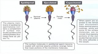 Capacitation Process The process of Capacitation in human male .pptx