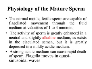Physiology of the Mature Sperm
• The normal motile, fertile sperm are capable of
flagellated movement through the fluid
medium at velocities of 1 to 4 mm/min.
• The activity of sperm is greatly enhanced in a
neutral and slightly alkaline medium, as exists
in the ejaculated semen, but it is greatly
depressed in a mildly acidic medium.
• A strong acidic medium can cause rapid death
of sperm. Flagella moves in quasi-
sinusoidal waves
 