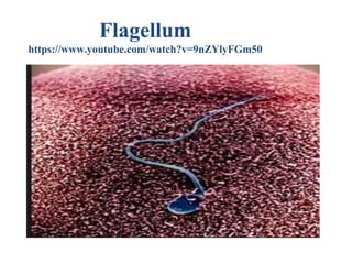 Flagellum
https://www.youtube.com/watch?v=9nZYlyFGm50
 