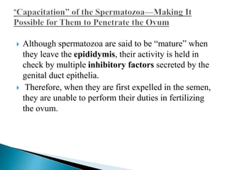  Although spermatozoa are said to be “mature” when
they leave the epididymis, their activity is held in
check by multiple inhibitory factors secreted by the
genital duct epithelia.
 Therefore, when they are first expelled in the semen,
they are unable to perform their duties in fertilizing
the ovum.
 