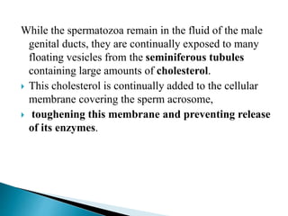 While the spermatozoa remain in the fluid of the male
genital ducts, they are continually exposed to many
floating vesicles from the seminiferous tubules
containing large amounts of cholesterol.
 This cholesterol is continually added to the cellular
membrane covering the sperm acrosome,
 toughening this membrane and preventing release
of its enzymes.
 