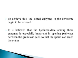  To achieve this, the stored enzymes in the acrosome
begin to be released.
 It is believed that the hyaluronidase among these
enzymes is especially important in opening pathways
between the granulosa cells so that the sperm can reach
the ovum.
 
