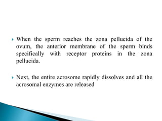  When the sperm reaches the zona pellucida of the
ovum, the anterior membrane of the sperm binds
specifically with receptor proteins in the zona
pellucida.
 Next, the entire acrosome rapidly dissolves and all the
acrosomal enzymes are released
 
