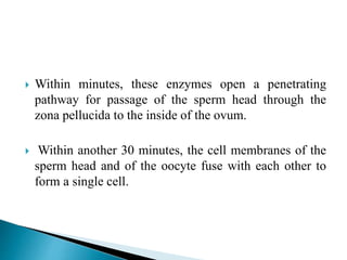  Within minutes, these enzymes open a penetrating
pathway for passage of the sperm head through the
zona pellucida to the inside of the ovum.
 Within another 30 minutes, the cell membranes of the
sperm head and of the oocyte fuse with each other to
form a single cell.
 