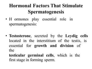 Hormonal Factors That Stimulate
Spermatogenesis
• H ormones play essential role in
spermatogenesis:
• Testosterone, secreted by the Leydig cells
located in the interstitium of the testis, is
essential for growth and division of
the
testicular germinal cells, which is the
first stage in forming sperm.
 