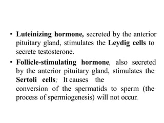 • Luteinizing hormone, secreted by the anterior
pituitary gland, stimulates the Leydig cells to
secrete testosterone.
• Follicle-stimulating hormone, also secreted
by the anterior pituitary gland, stimulates the
Sertoli cells; It causes the
conversion of the spermatids to sperm (the
process of spermiogenesis) will not occur.
 