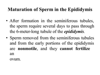 Maturation of Sperm in the Epididymis
• After formation in the seminiferous tubules,
the sperm require several days to pass through
the 6-meter-long tubule of the epididymis.
• Sperm removed from the seminiferous tubules
and from the early portions of the epididymis
are nonmotile, and they cannot fertilize
an
ovum.
 