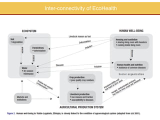 Capacity building in EcoHealth: Experiences and evaluation of training using a "learning by doing" approach, within academic and non-academic contexts