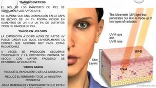 *DAÑOS GENÉTICOS.
EL 90% DE LOS CÁNCERES
ATRIBUYEN A LOS RAYOS UV-B.

DE

PIEL

SE

SE SUPONE QUE UNA DISMINUCIÓN EN LA CAPA
DE OZONO DE UN 1% PODRÍA INCIDIR EN
AUMENTOS DE UN 4 A UN 6% DE DISTINTOS
TIPOS DE CÁNCER DE PIEL.

*DAÑOS EN LOS OJOS.
LA EXPOSICIÓN A DOSIS ALTAS DE RAYOS UV
PUEDE DAÑAR LOS OJOS, ESPECIALMENTE LA
CÓRNEA QUE ABSORBE MUY FÁCIL ESTAS
RADIACIONES.

A
VECES
SE
PRODUCEN
CEGUERAS
TEMPORALES Y LA EXPOSICIÓN CRÓNICA SE
ASOCIA
CON
MAYOR
FACILIDAD
DE
DESARROLLAR CATARATAS.
*OTROS DAÑOS

-REDUCE EL RENDIMIENTO DE LAS COSECHAS
-REDUCE EL RENDIMIENTO DE LA INDUSTRIA
PESQUERA
-DAÑA MATERIALES Y EQUIPAMIENTO QUE ESTÁN

 