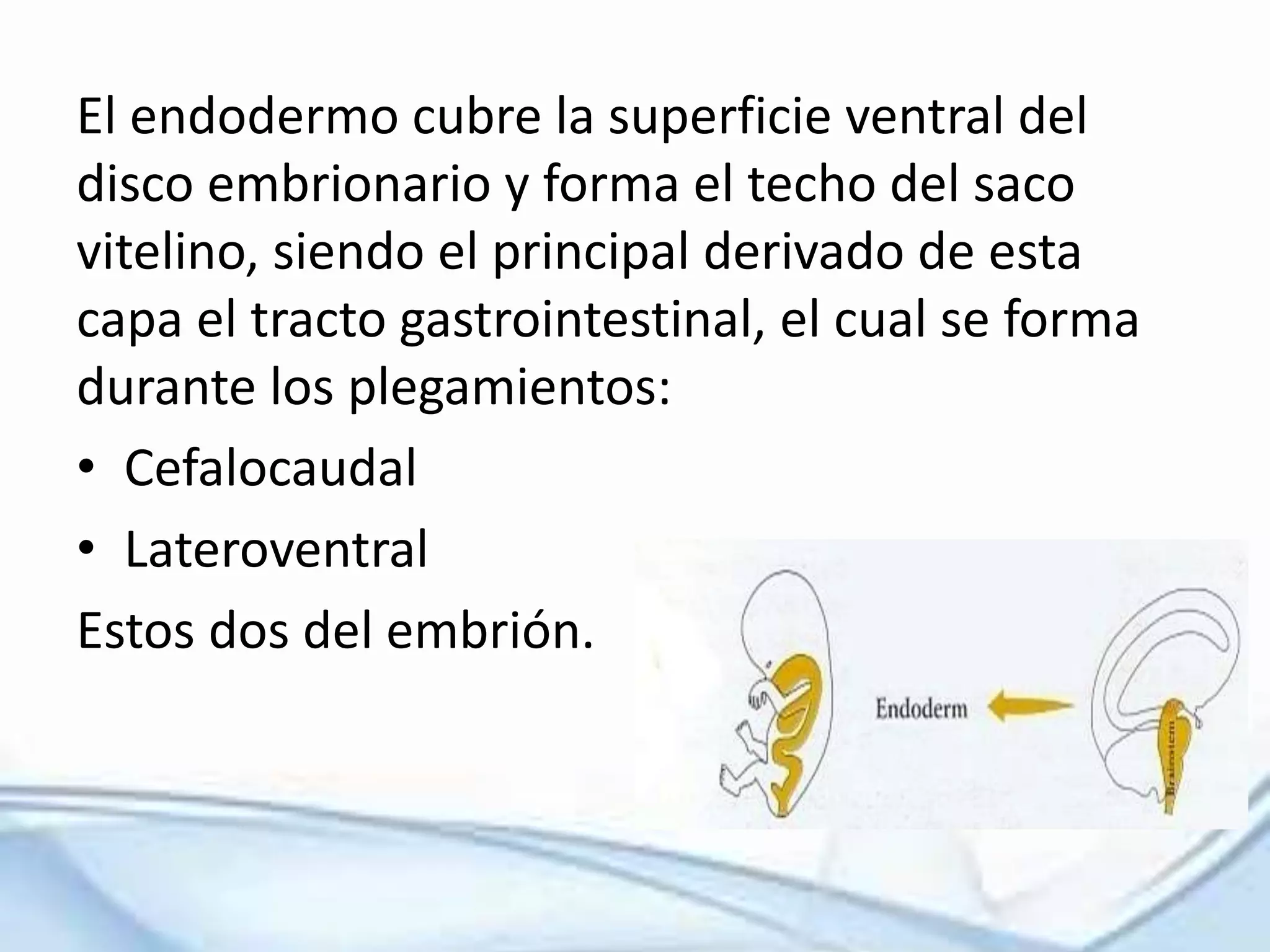 Endodermo Endodermo (Capa endodérmica) | PPT | Descarga Gratuita