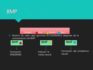 BMP
 Destino de cada capa germinal ECTODERMICA depende de la
concentracion de BMP
Niveles Alto Medio Bajo
BMP
Formación
EPIDERMIS
BMP
Inducen la
cresta neural
BMP
Formación del ectodermo
neural
 