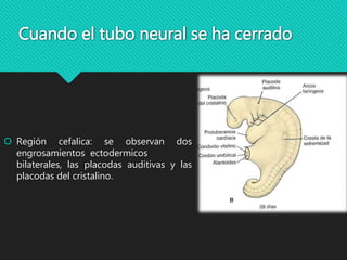 Cuando el tubo neural se ha cerrado
 Región cefalica: se observan dos
engrosamientos ectodermicos
bilaterales, las placodas auditivas y las
placodas del cristalino.
 