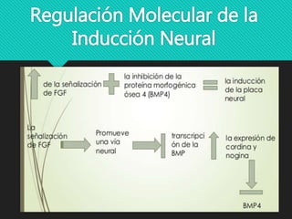 Regulación Molecular de la
Inducción Neural
 