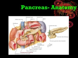 Pancreas- Anatomy
 