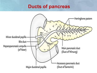 Ducts of pancreas
 