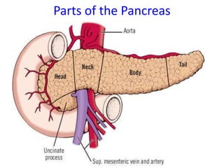 Parts of the Pancreas
 