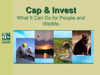 Cap & Invest What It Can Do for People and Wildlife 