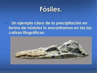 Fósiles.    Un ejemplo claro de la precipitación en forma de nódulos lo encontramos en las las calizas litográficas: 