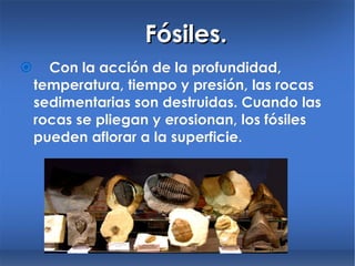 Fósiles.  Con la acción de la profundidad, temperatura, tiempo y presión, las rocas sedimentarias son destruidas. Cuando las rocas se pliegan y erosionan, los fósiles pueden aflorar a la superficie. 