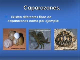 Caparazones.  Existen diferentes tipos de caparazones como por ejemplo: 