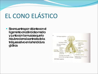 EL CONO ELÁSTICO Se encuentra por delante con el ligamento cricotiroideo medio y junto con la mucosa que lo recubre cierra la entrada de la tráquea salvo en la hendidura glótica  