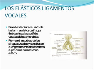 LOS ELÁSTICOS LIGAMENTOS VOCALES  Se extiende desde la unión de las laminas de los cartílagos tiroides hasta las apófisis vocales de los aritenoides. Forman el esqueleto de los pliegues vocales y constituyen el engrosamiento de los bordes superiores libres del cono elático. 