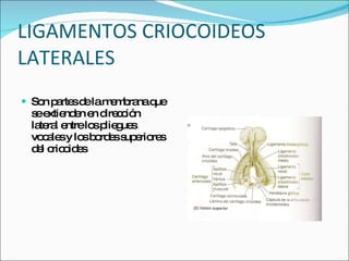 LIGAMENTOS CRIOCOIDEOS LATERALES Son partes de la membrana que se extienden en dirección lateral entre los pliegues vocales y los bordes superiores del cricoides  