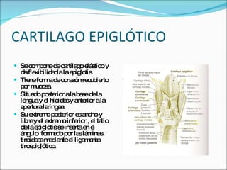 CARTILAGO EPIGLÓTICO Se compone de cartílago elástico y da flexibilidad a la epiglotis. Tiene forma de corazón recubierto por mucosa. Situado posterior a la base de la lengua y el hioides y anterior a la apertura laringea. Su extremo posterior es ancho y libre y el extremo inferior , el tallo de la epiglotis se inserta en el ángulo  formado por las láminas tiroideas mediante el ligamento tiroepiglótico. 