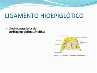 LIGAMENTO HIOEPIGLÓTICO  Une la cara anterior del cartílago epiglótico al hioides. 