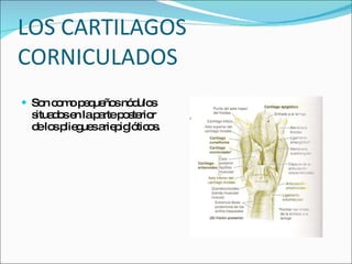 LOS CARTILAGOS CORNICULADOS Son como pequeños nódulos situados en la parte posterior  de los pliegues ariepiglóticos. 