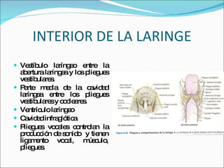 INTERIOR DE LA LARINGE Vestíbulo laríngeo entre la abertura laríngea y los pliegues vestibulares. Parte media de la cavidad laríngea entre los pliegues vestibulares y cocleares. Ventrículo laríngeo  Cavidad infraglótica Pliegues vocales controlan la producción de sonido  y tienen ligamento vocal, músculo, pliegues. 