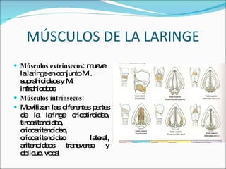 MÚSCULOS DE LA LARINGE Músculos extrínsecos:  mueve la laringe en conjunto M . suprahioideos y M. infrahiodeos Músculos intrínsecos: Movilizan las diferentes partes de la laringe cricotiroideo, tiroaritenoideo, cricoaritenoideo, cricoaritenoideo lateral, aritenoideos transverso y oblicuo, vocal 