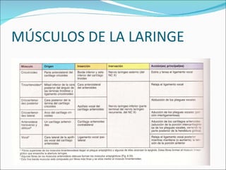 MÚSCULOS DE LA LARINGE 