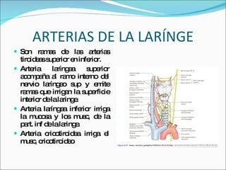 ARTERIAS DE LA LARÍNGE Son ramas de las arterias tiroideas superior en inferior. Arteria laríngea superior acompaña al ramo interno del nervio laríngeo sup y emite ramas que irrigan la superficie interior de la laringe. Arteria laríngea inferior irriga la mucosa y los musc, de la part. inf de la laringe. Arteria cricotiroidea irriga el musc, cricotiroideo 