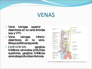 VENAS Vena laríngea superior  desemboca en la vena tiroidea sup, y VYI. Vena laríngea inferior desemboca en la vena. Braquiocefálica izquierda. LINFÁTICOS:  ganglios linfáticos cervicales profundos superiores, ganglios linfáticos cervicales profundos inferiores. 