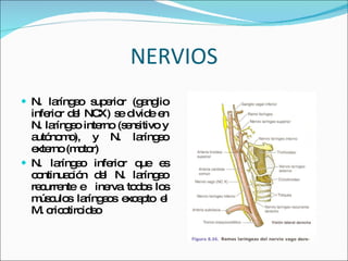 NERVIOS N. laríngeo superior (ganglio inferior del NCX) se divide en N. laríngeo interno (sensitivo y autónomo), y N. laríngeo externo (motor) N. laríngeo inferior que es continuación del N. laríngeo recurrente e  inerva todos los músculos laríngeos excepto el M. cricotiroideo 