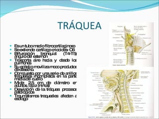 TRÁQUEA Es un tubo medio fibrocartilaginoso Se extiende: cartílago cricoides- C6 Bifurcación bronquial (T4-T5) ángulo del esternón Trasporta aire hacia y desde los pulmones Su epitelio moviliza moco productos de desecho. Compuesto por una serie de anillos traqueales incompletos en la parte media del cuello Mide: 2,5 cm de diámetro en adultos, lápiz (niños) Desviación de la tráquea: procesos patológicos Traumatismos traqueales: afectan a esófago 