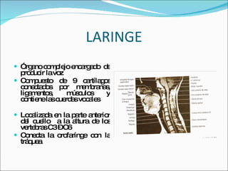 LARINGE Órgano complejo encargado  de producir la voz Compuesto de 9 cartílagos conectados por membranas, ligamentos, músculos y contiene las cuerdas vocales Localizada en la parte anterior del cuello  a la altura de los vertebras C3 – C6 Conecta la orofarínge con la tráquea 