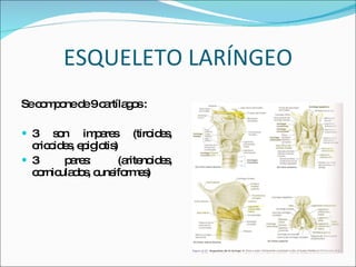ESQUELETO LARÍNGEO Se compone de 9 cartílagos : 3 son impares (tiroides, cricoides, epiglotis) 3 pares: (aritenoides, corniculados, cuneiformes) 