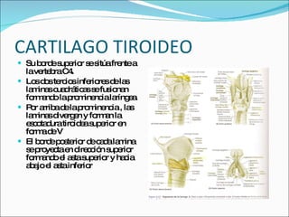 CARTILAGO TIROIDEO Su borde superior se sitúa frente a la vertebra C4. Los dos tercios inferiores de las laminas cuadráticas se fusionan formando la prominencia laríngea. Por arriba de la prominencia , las laminas divergen y forman la escotadura tiroidea superior en forma de V El borde posterior de cada lamina se proyecta en dirección superior formando el asta superior y hacia abajo el asta inferior 