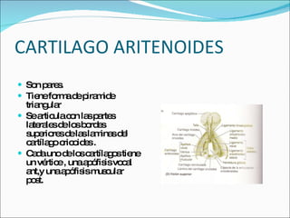 CARTILAGO ARITENOIDES Son pares. Tiene forma de piramide triangular  Se articula con las partes laterales de los bordes superiores de las laminas del cartílago cricoides . Cada uno de los cartílagos tiene un vértice , una apófisis vocal ant,y una apófisis muscular post.  
