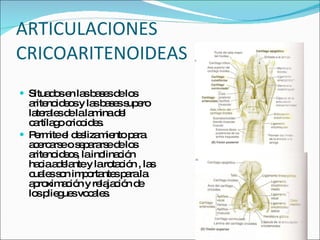 ARTICULACIONES CRICOARITENOIDEAS Situados en las bases de los aritenoideos y las bases supero laterales de la lamina del cartílago cricoides. Permite el deslizamiento para acercarse o separarse de los aritenoideos, la inclinación hacia adelante y la rotación , las cuales son importantes para la aproximación y relajación de los pliegues vocales.  