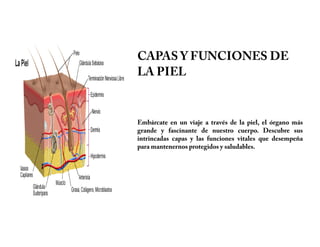 CAPAS Y FUNCIONES DE
LA PIEL
Embárcate en un viaje a través de la piel, el órgano más
grande y fascinante de nuestro cuerpo. Descubre sus
intrincadas capas y las funciones vitales que desempeña
para mantenernos protegidos y saludables.
 