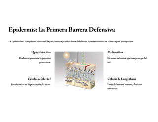 Epidermis: La Primera Barrera Defensiva
La epidermis es la capa más externa de la piel, nuestra primera línea de defensa. Constantemente se renueva para protegernos.
Queratinocitos
Producen queratina, la proteína
protectora.
Melanocitos
Generan melanina, que nos protege del
sol.
Células de Langerhans
Parte del sistema inmune, detectan
amenazas.
Células de Merkel
Involucradas en la percepción del tacto.
 